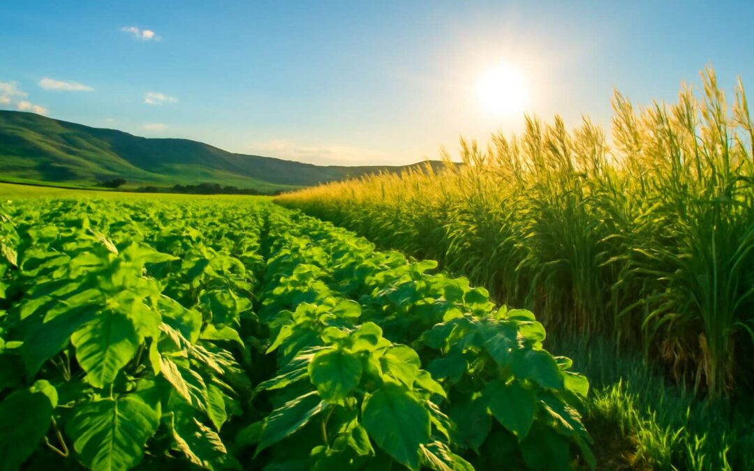 The Future of Sustainable Energy: Biofuels in South Africa and Its Potential Impact